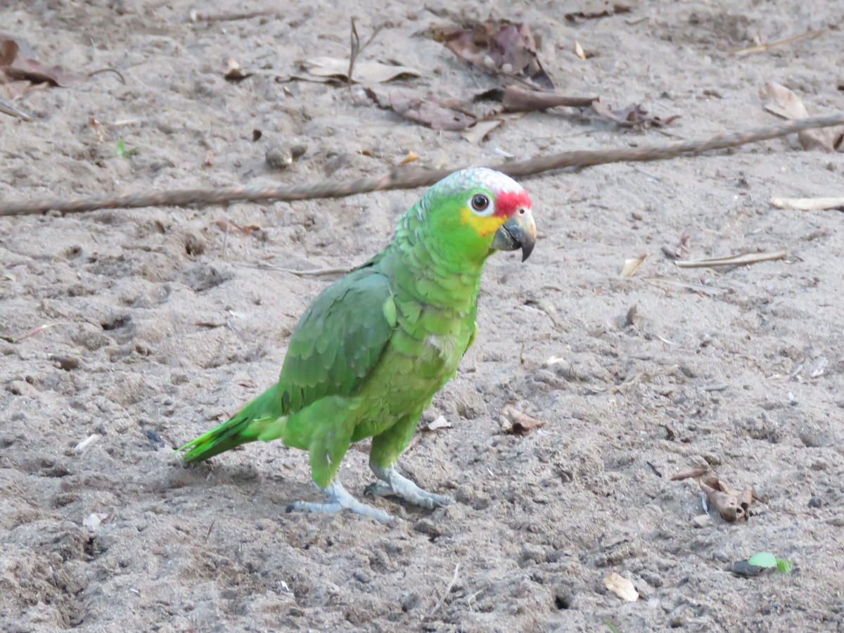 Red-lored Parrot - Jafeth Zablah