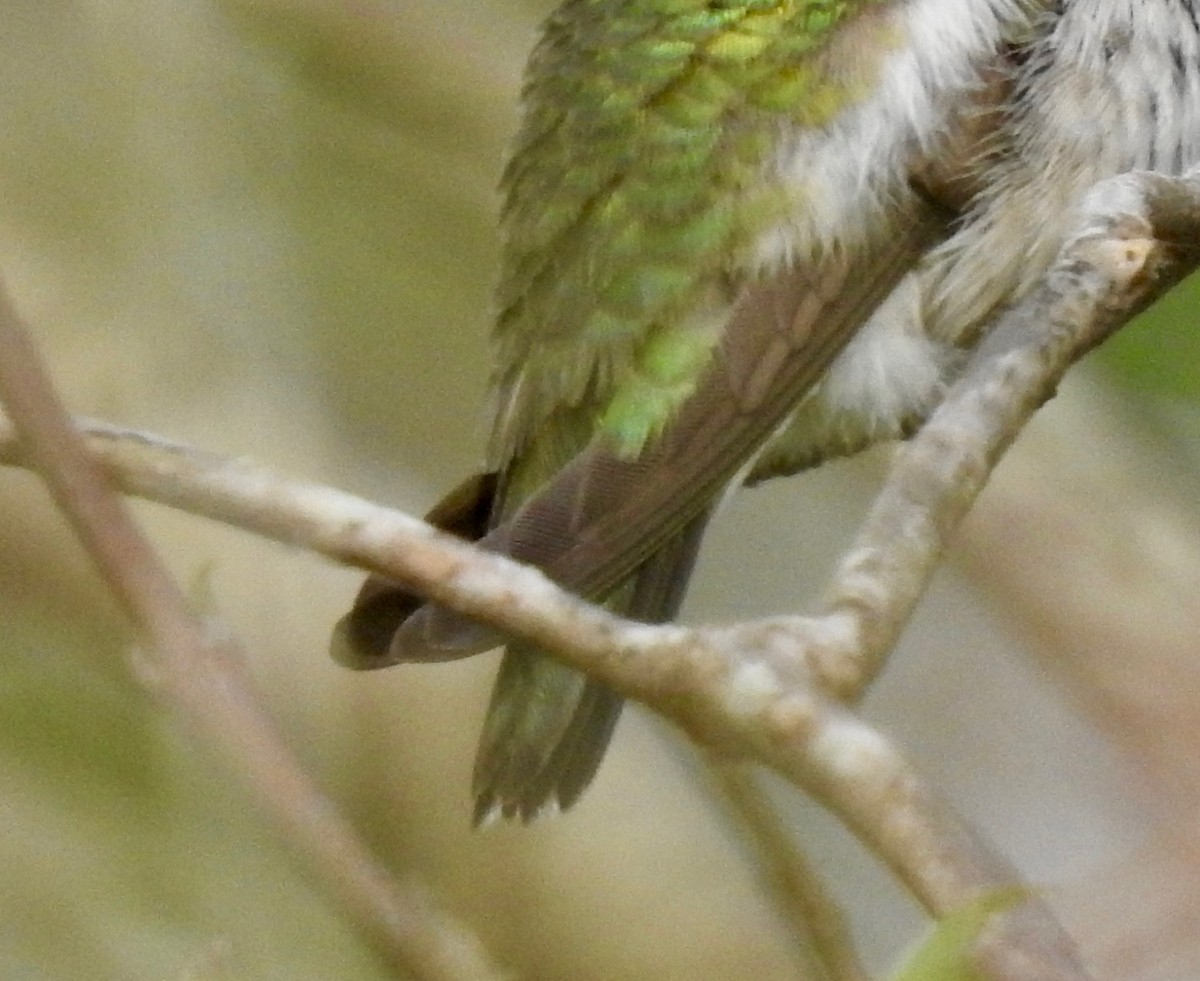 Ruby-throated Hummingbird - Van Remsen