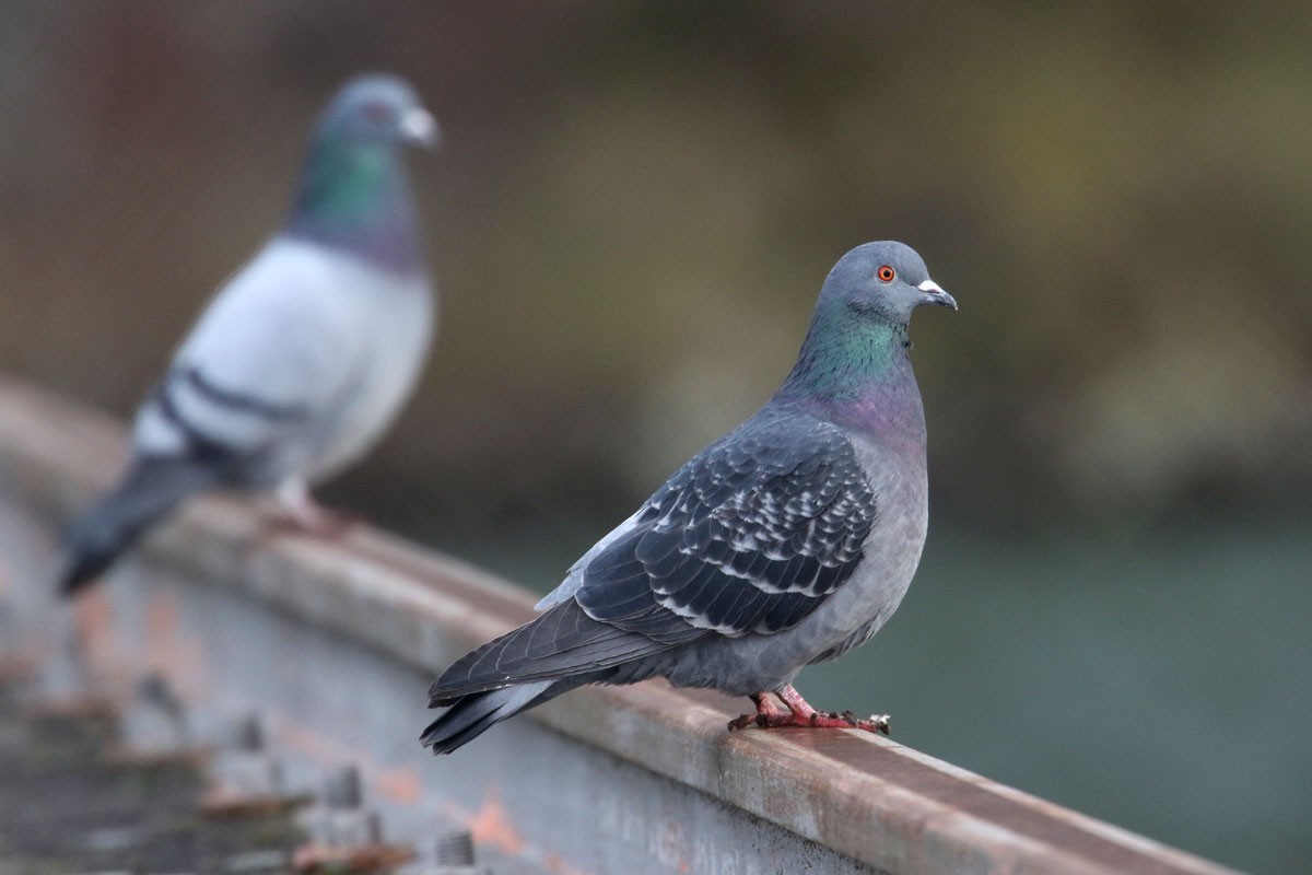 Pigeon biset (forme domestique) - ML140449521