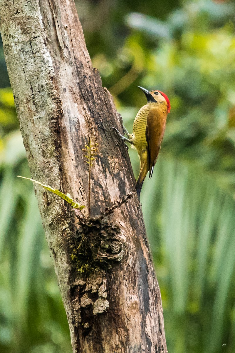 Golden-olive Woodpecker - David Monroy Rengifo