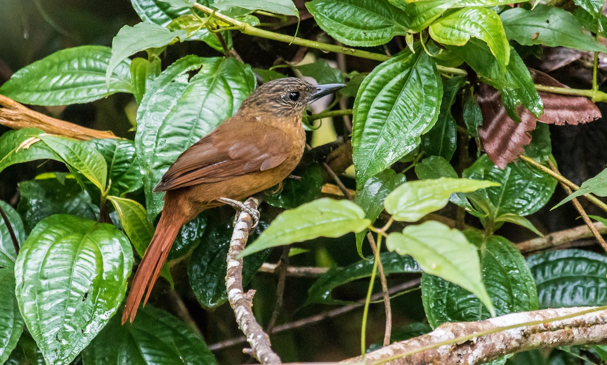 Птах-гончар еквадорський - ML140450041