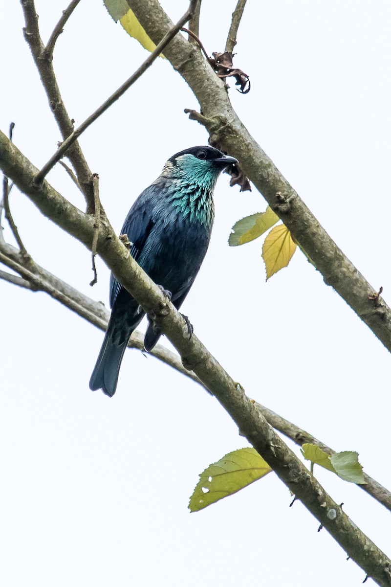 Black-capped Tanager - ML140450091