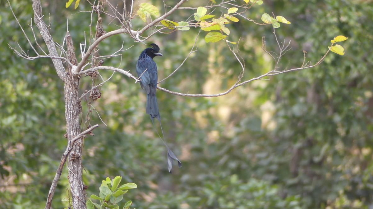 Greater Racket-tailed Drongo - ML140450101