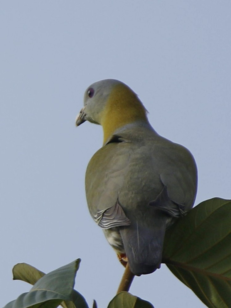 Yellow-footed Green-Pigeon - ML140450771