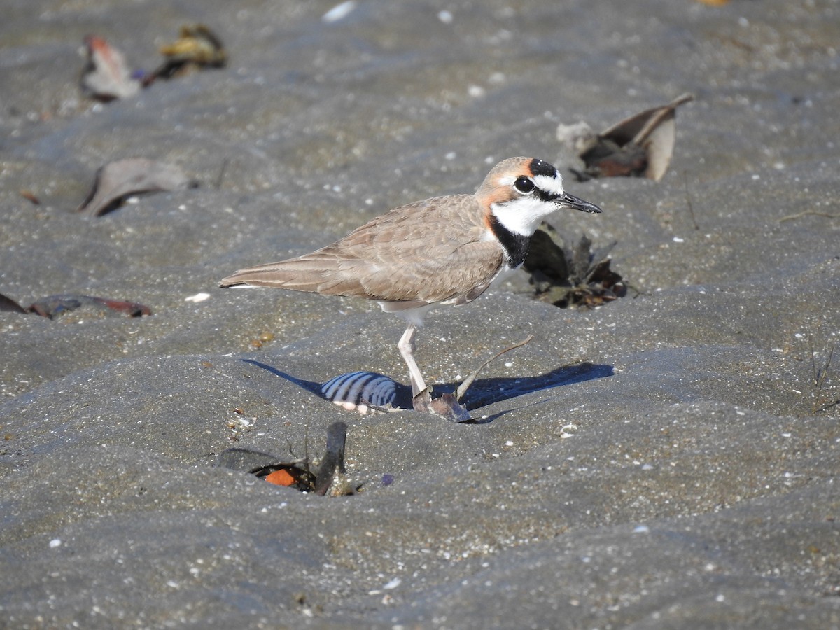 Collared Plover - ML140450781