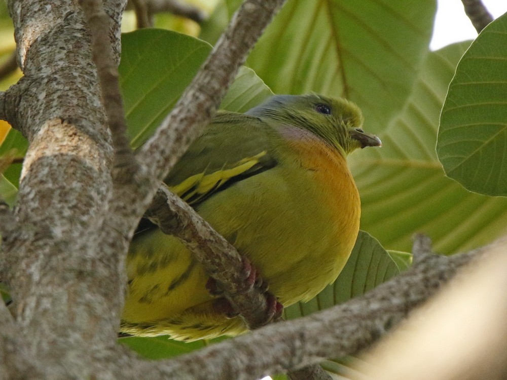 Orange-breasted Green-Pigeon - Subhadra Devi