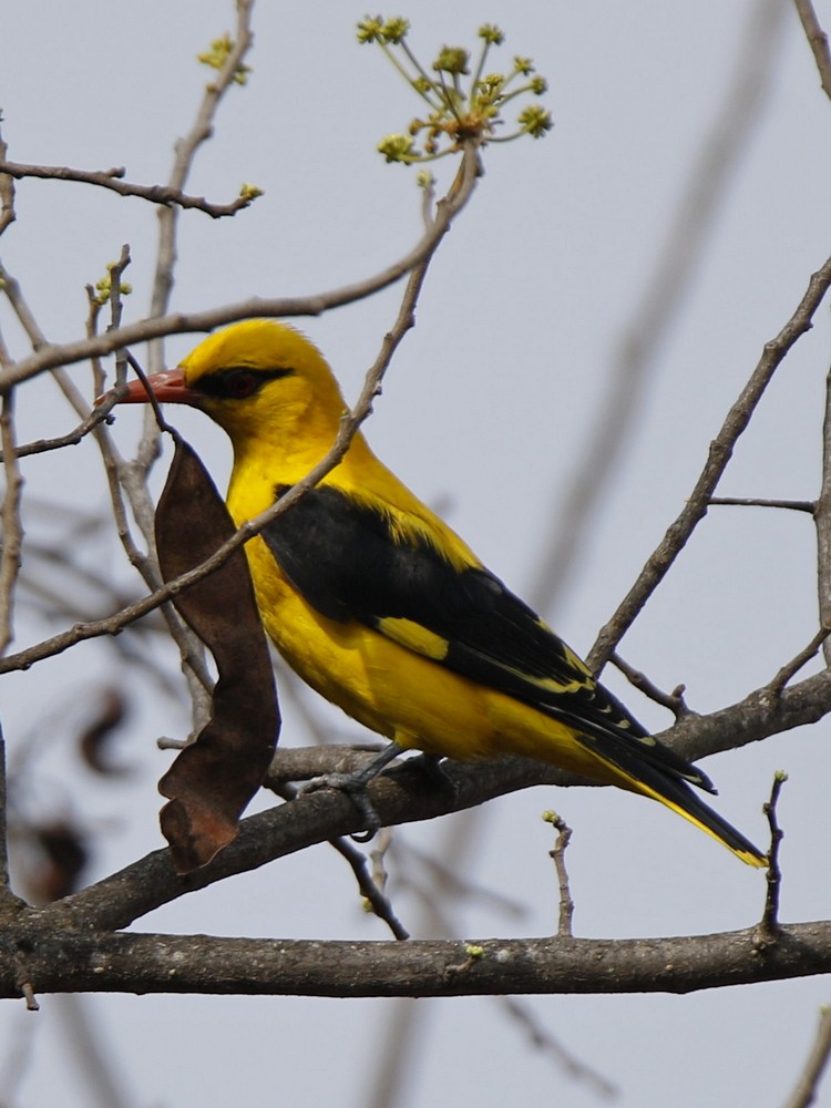 Indian Golden Oriole - ML140450891