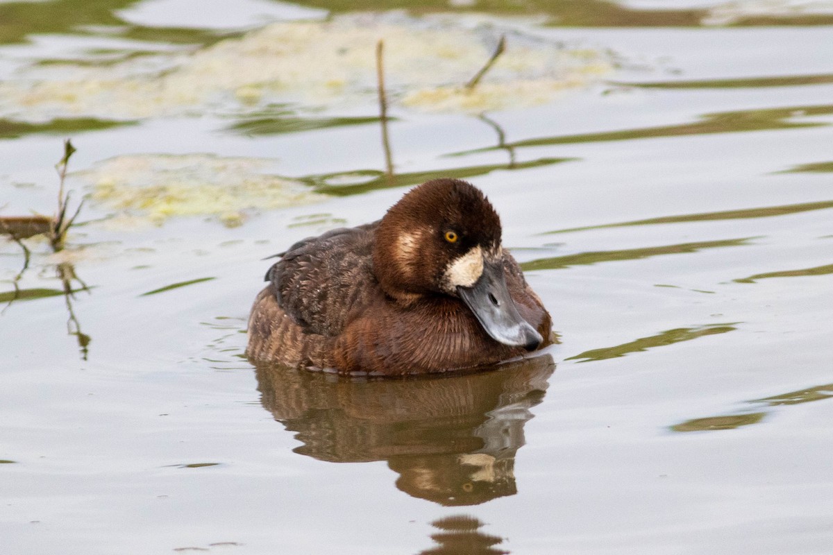 Greater Scaup - Anthony Metcalf