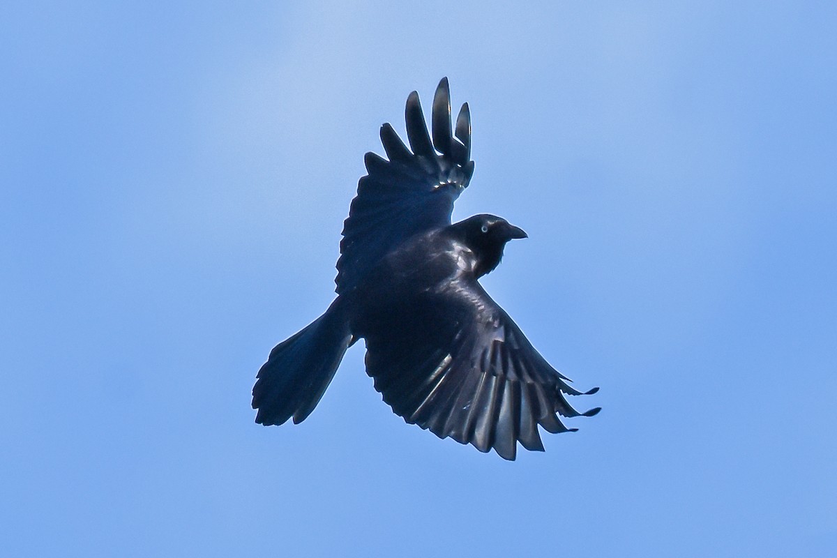 Australian Raven - Geoffrey Groom