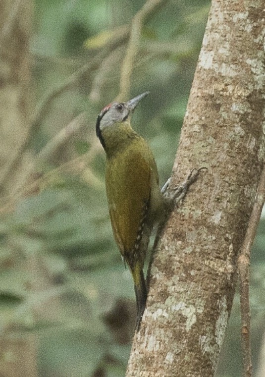 Gray-headed Woodpecker - Sourav Das