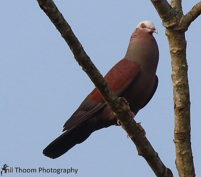 Pale-capped Pigeon - ML140452391