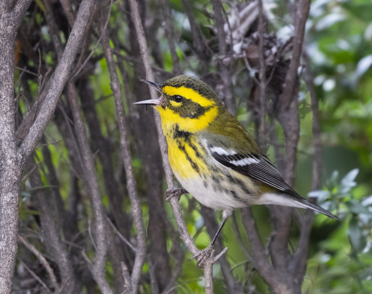 Townsend's Warbler - Cat To