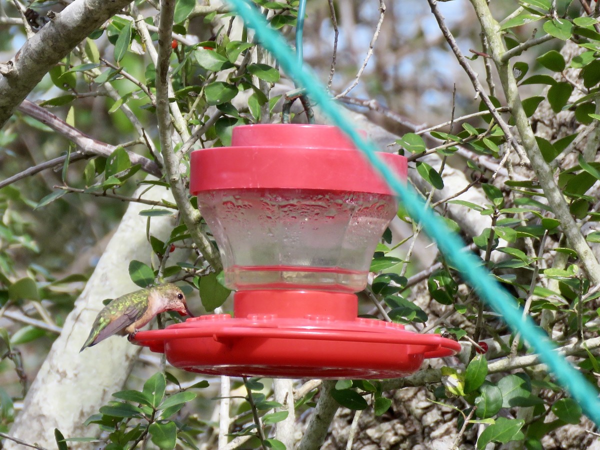 Black-chinned Hummingbird - Linda Parlee-Chowns