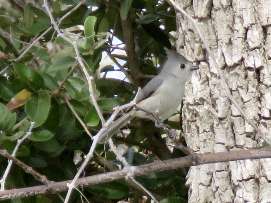 Black-crested Titmouse - Linda Parlee-Chowns