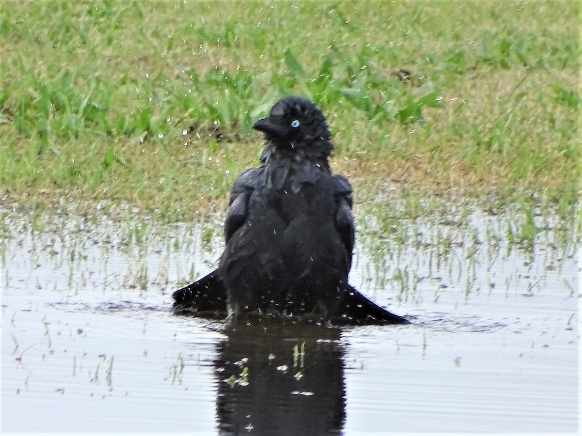 Australian Raven - ML140454911
