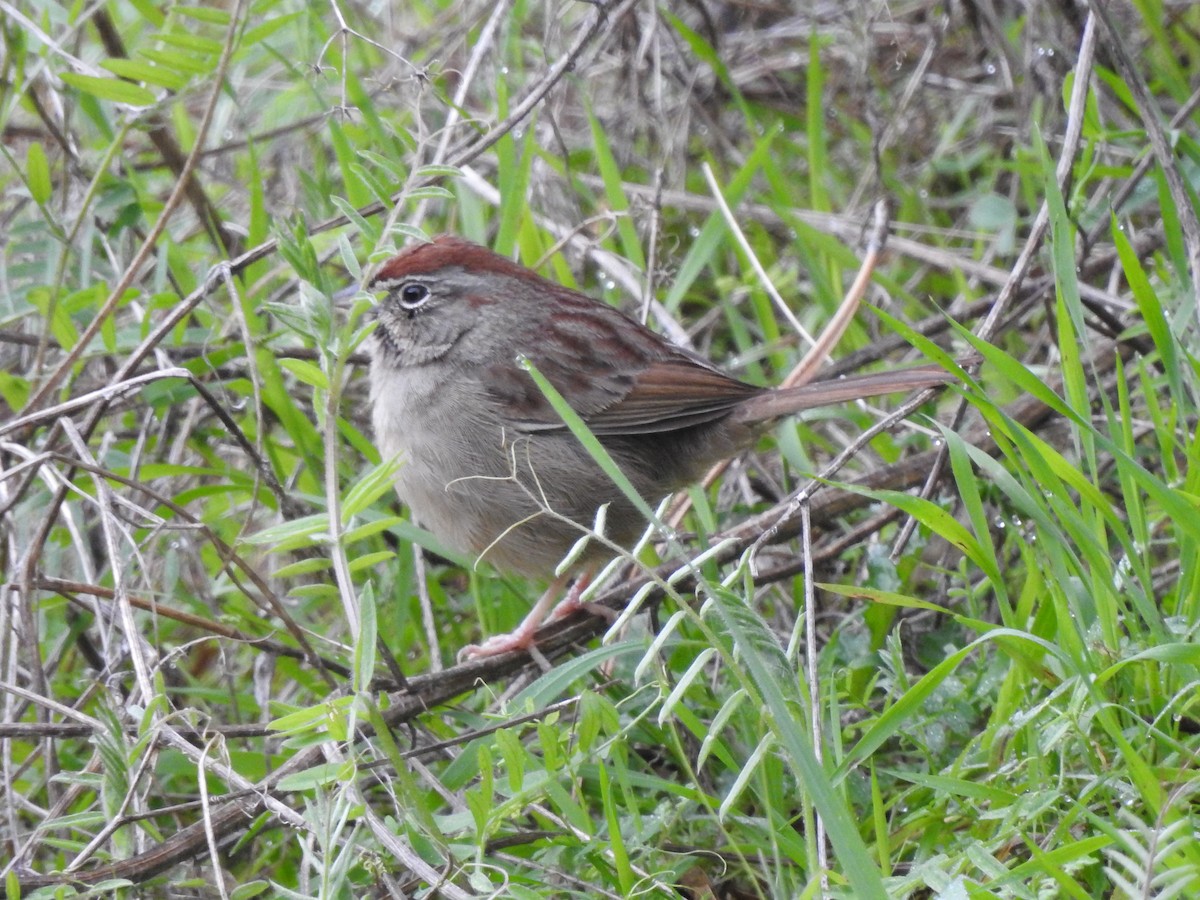 Rufous-crowned Sparrow - Adam Panto   📷