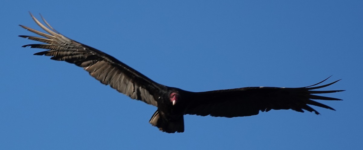 Turkey Vulture - John Fields