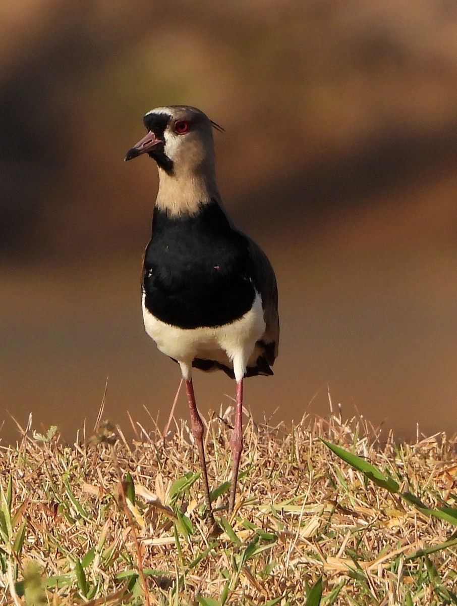 Southern Lapwing - Lauri Taylor