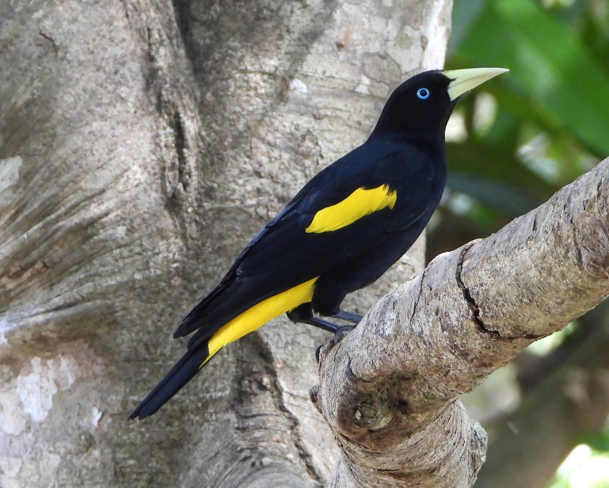 Yellow-rumped Cacique - ML140458421