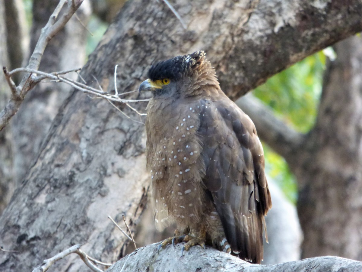 Crested Serpent-Eagle - ML140459201
