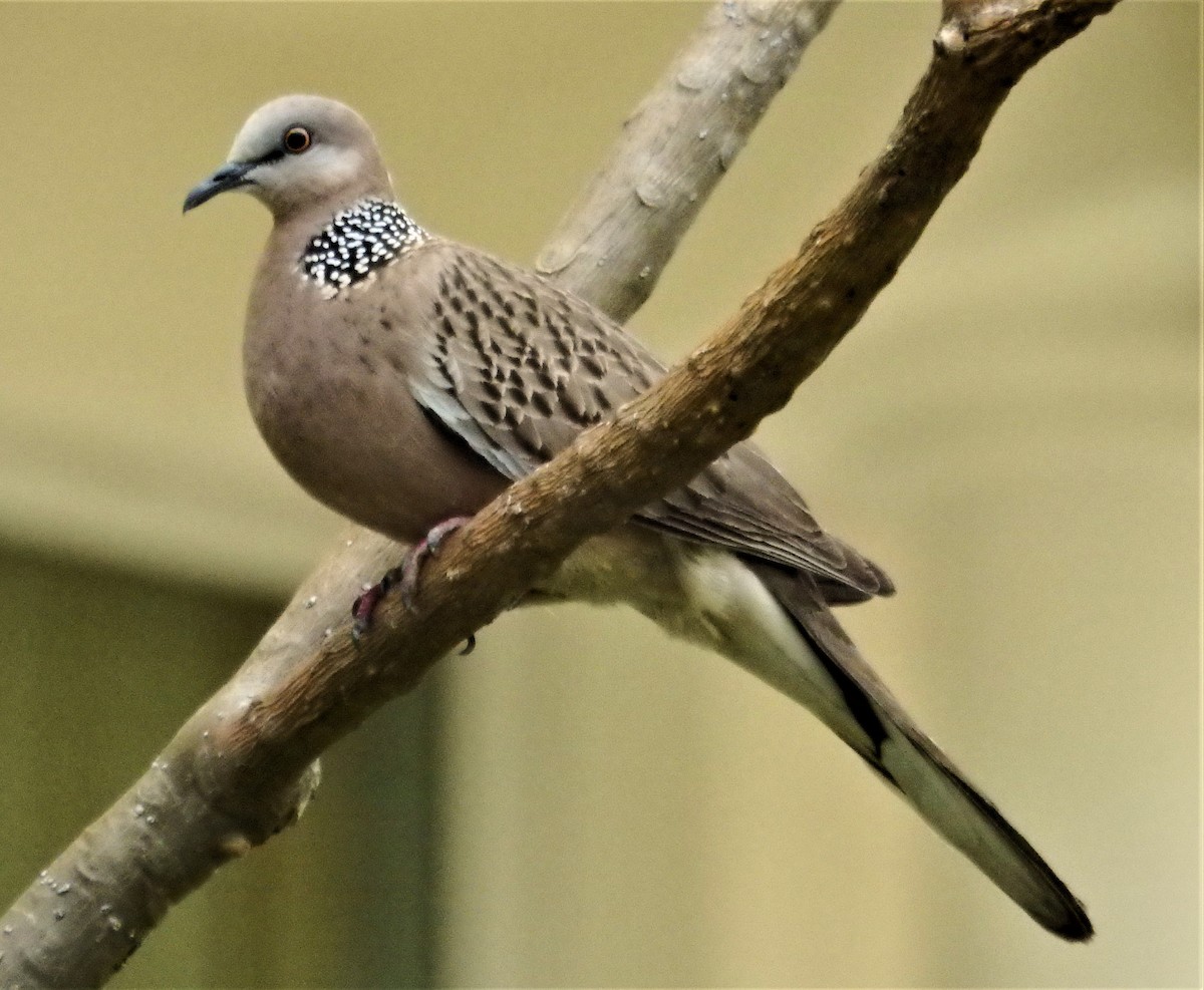 Spotted Dove - ML140461031
