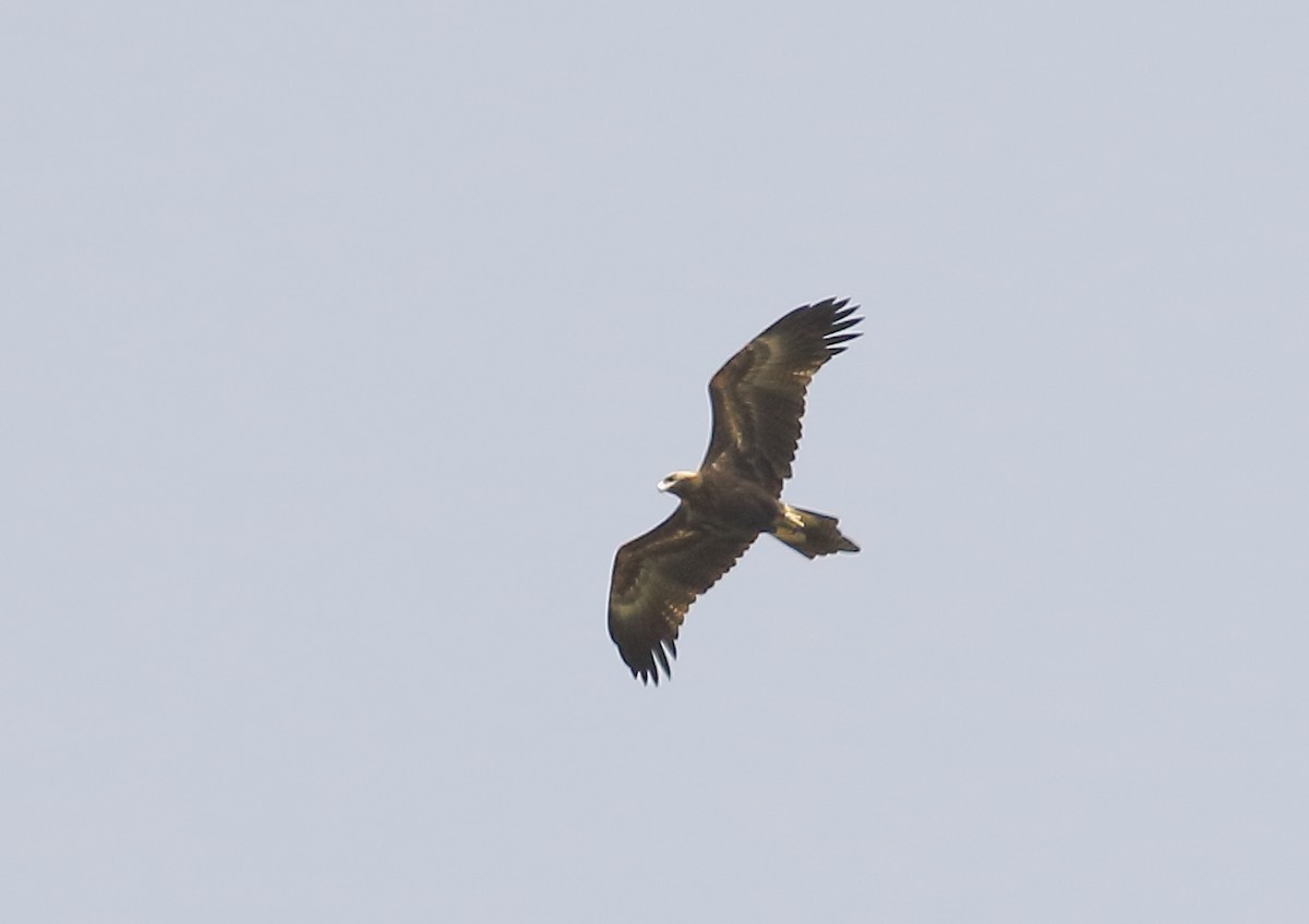 Wedge-tailed Eagle - ML140461041