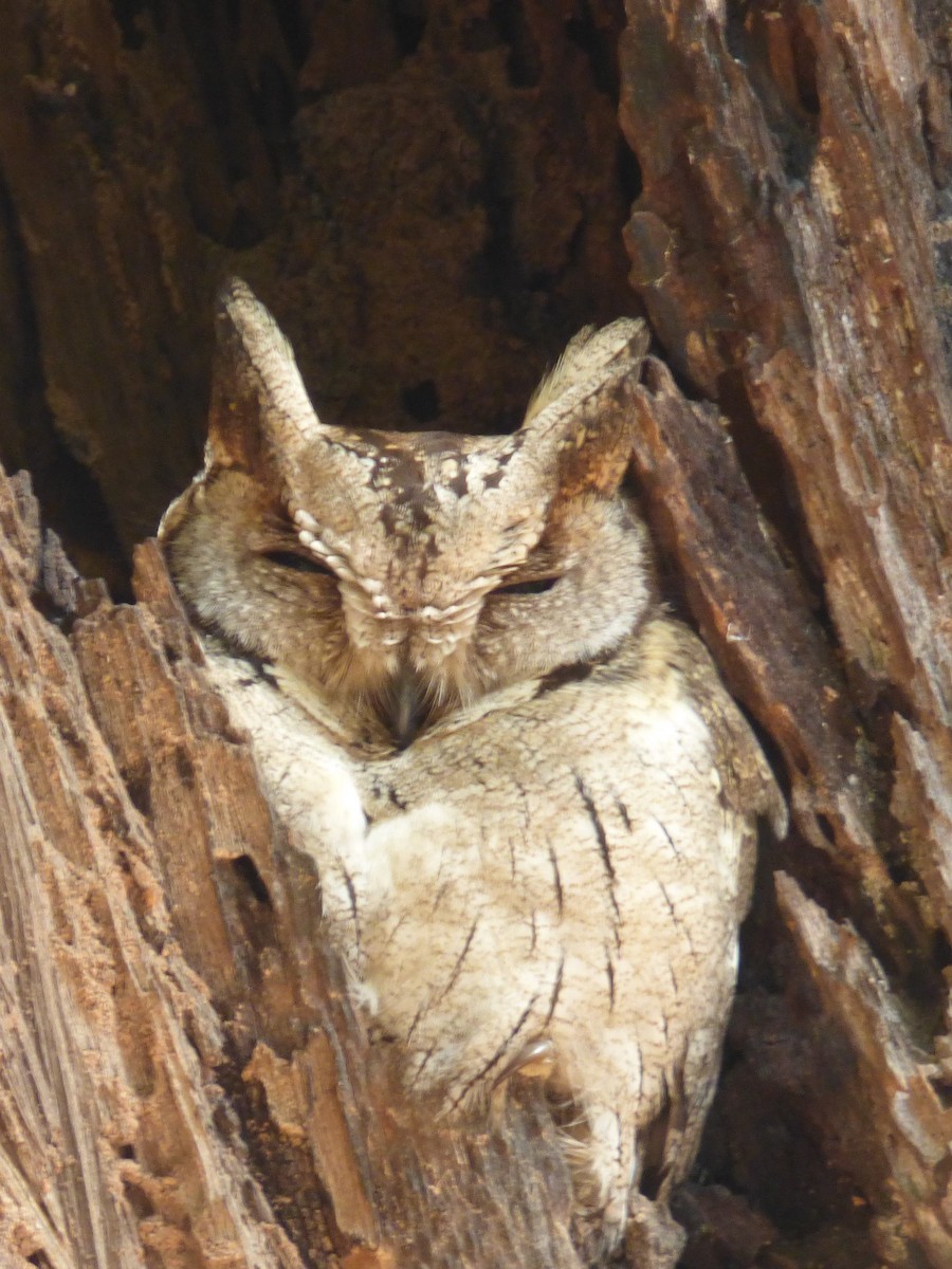 Indian Scops-Owl - Rustom Jamadar