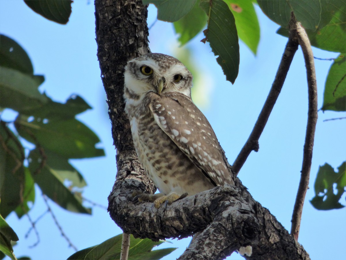 Spotted Owlet - ML140461271