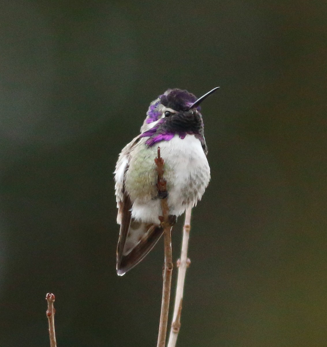 Costa's Hummingbird - Kirk Swenson
