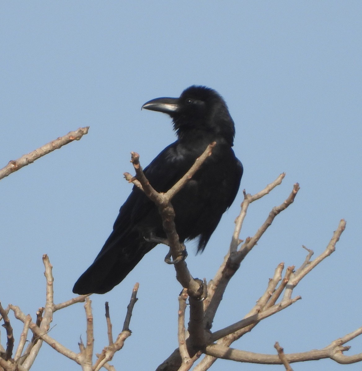 Large-billed Crow - ML140463521