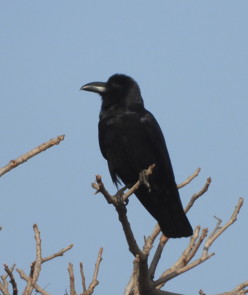 Large-billed Crow - ML140463531