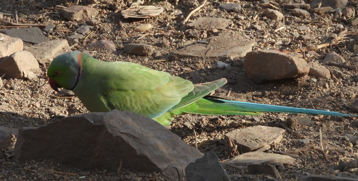 Rose-ringed Parakeet - Sunil Thirkannad