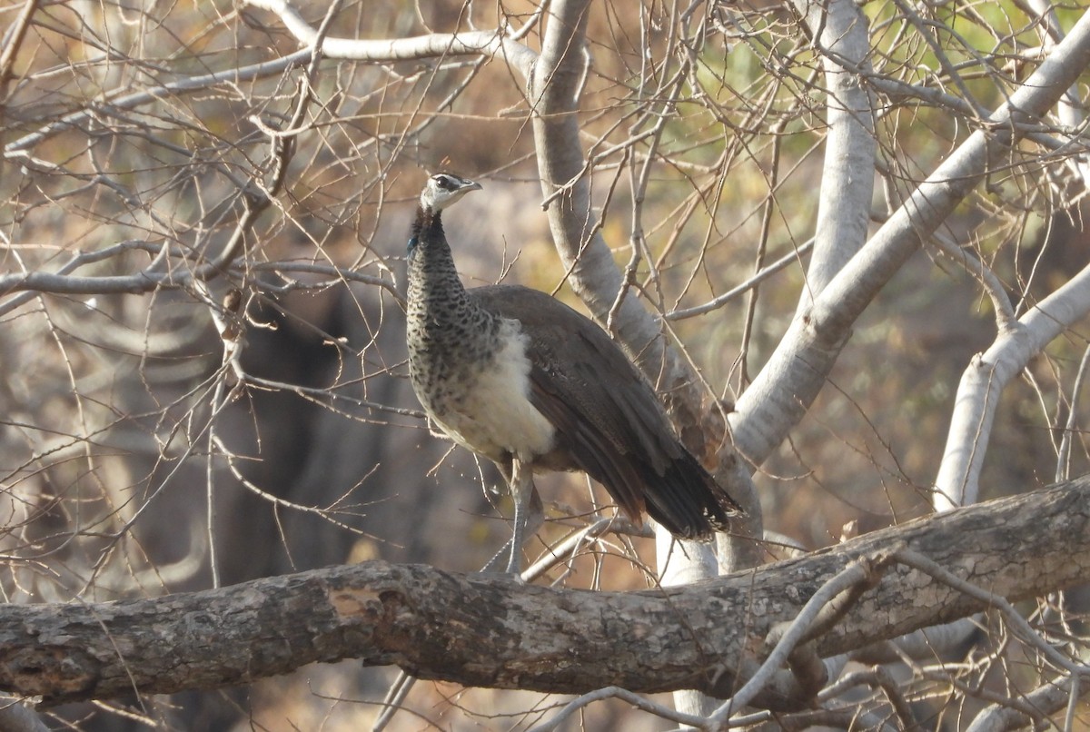 Indian Peafowl - Sunil Thirkannad
