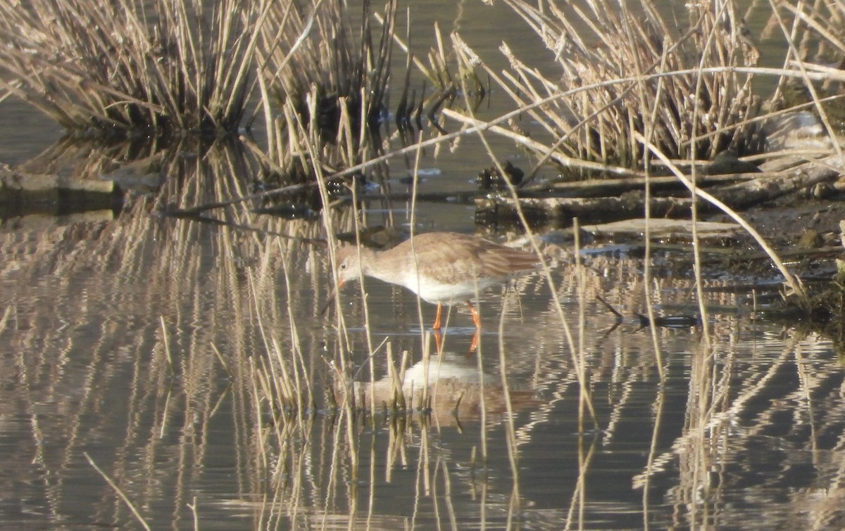 Spotted Redshank - ML140463991