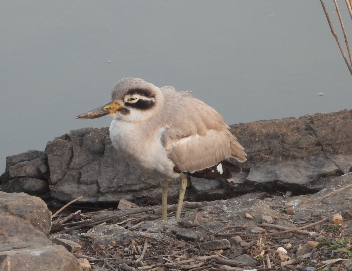 Great Thick-knee - ML140464081