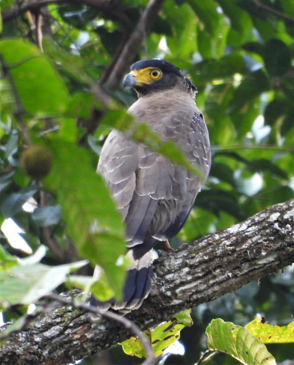 Crested Serpent-Eagle - ML140464991