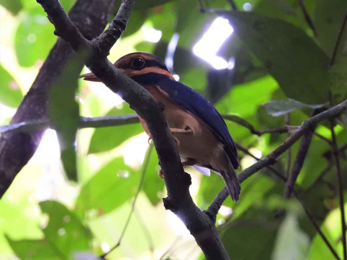 Rufous-collared Kingfisher - Ben Weil