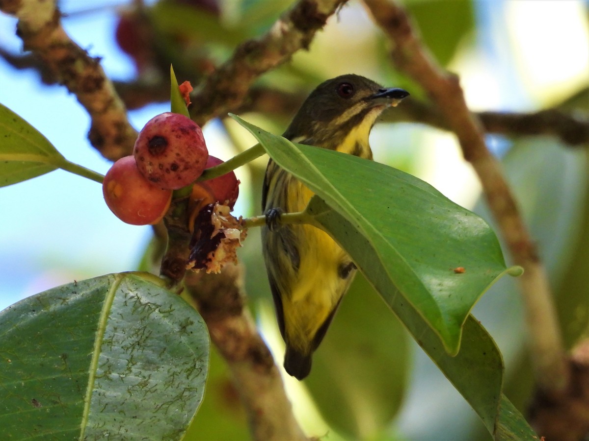 Yellow-breasted Flowerpecker - ML140465651