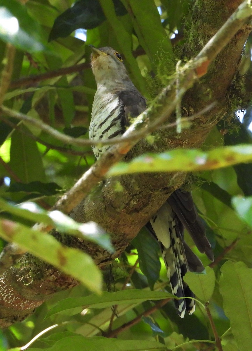 Indian Cuckoo - ML140465821