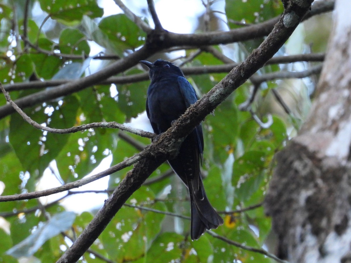 Square-tailed Drongo-Cuckoo - ML140466241