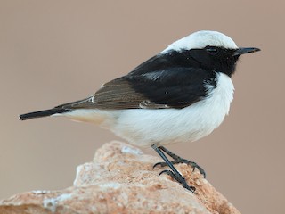 Adult male (Maghreb) - Daniel Pettersson - ML140467851