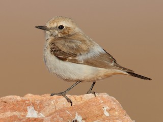 雌鳥 (Maghreb) - Daniel Pettersson - ML140467861