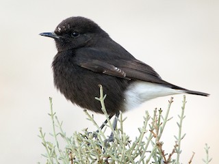 Mourning Wheatear - eBird