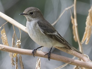  - Semicollared Flycatcher