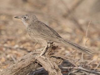 Жас қаншықтар жігіттерді сиқырлайды
