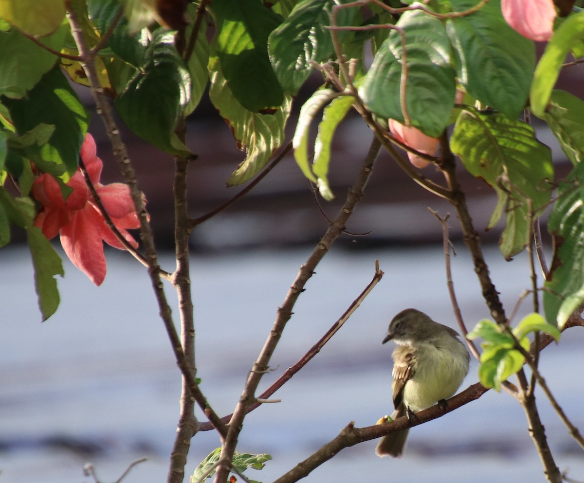 Pale-tipped Tyrannulet - ML140469891
