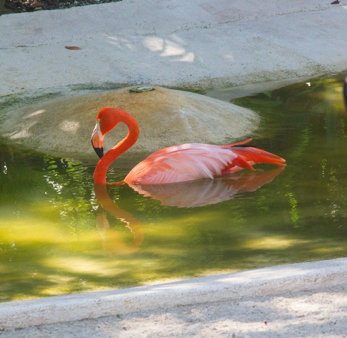 American Flamingo - Kevin Bauman