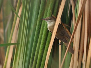  - Clamorous Reed Warbler