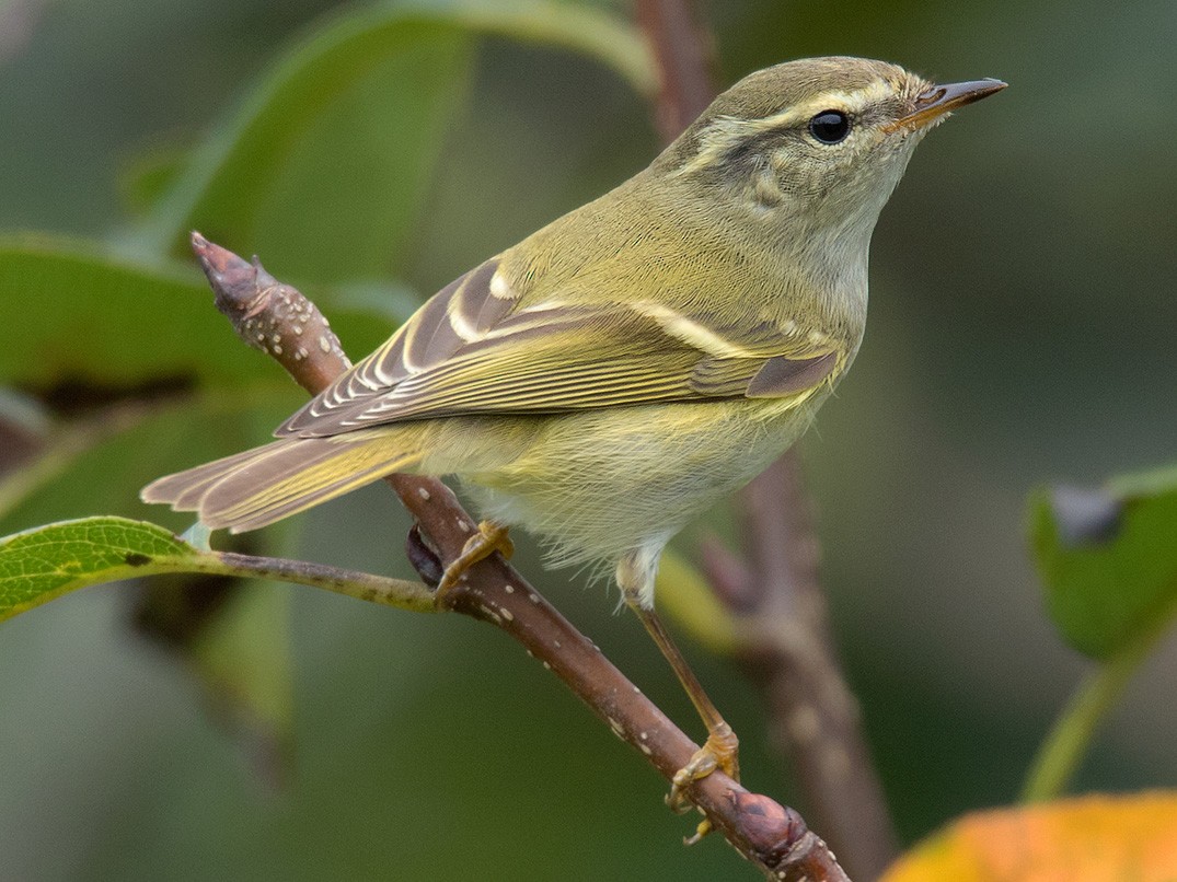 Hume's Warbler - Phylloscopus humei - Birds of the World