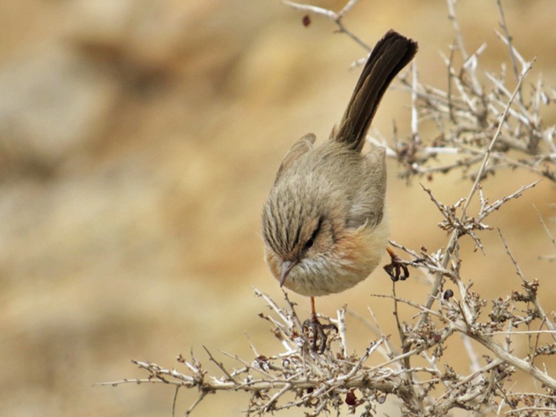 Scrub Warbler eBird